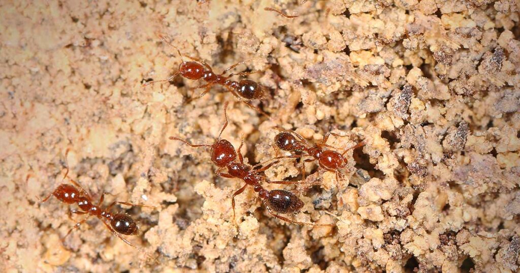 Fire Ant Removal